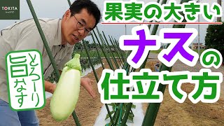 【家庭菜園】ナスの仕立て方＆果実の大きい品種の注意点！【とろーり旨なす】