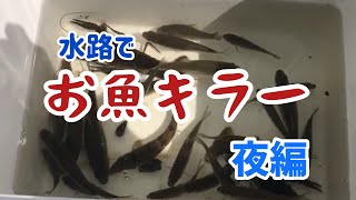 魚影濃いめな水路でお魚キラー【夜に仕掛けておく編】