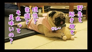 愛犬の野性度をチェックしてみる　パグ犬ぷぅ pug