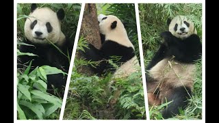 20250109 圓寶只抱不爬樹 草叢萌坐啃野竹(早餐) Giant Panda Yuan Bao