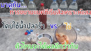 น้ำปลาร้ากับไข่อะไรจะขยายจุลินทรีย์สังเคราะห์แสงได้ดีกว่ากัน