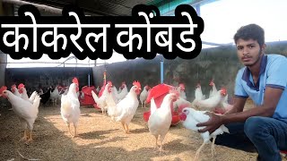 प्रकाश कॉलेज करून करतोय कुक्कुटपालन  Male Cockerel Chicken | गावरान कोंबडी पालन | INCUBATOR MASHIN |