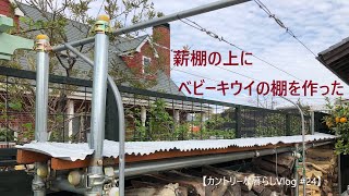 キウイの棚って畑に作ると下が日陰になって作物ができない。薪棚の上を有効利用