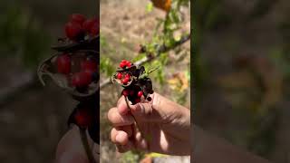 Abrin toxin. Rosary pea, Gunja pea, John crow peas. Arbus precatorius