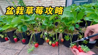 盆栽草莓10天，2个方面6个小点分享 盆栽草莓种植小技巧