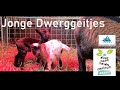 Jonge Dwerggeitjes | April 2022 | Assen Stadsboerderij | Drenthe (NL)