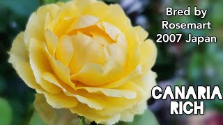 CANARIA RICH ROSE plant by Rosemart ~2007 Aichi Japan バラ カナリアリッチ 愛知 ローズマート