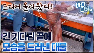 무조건 올라온다 그랬죠 40kg 육박! 성인 남자 2명도 힘든 엄청난 스케일의 동해안 대왕 대물 문어 / #바다다큐