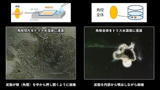 花王 その他 【特集 角栓】毛穴から抜き出した角栓が洗浄液で崩壊する！