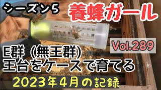 Vol.289〔養蜂記録〕シーズン５　王台をケースに入れて女王蜂をつくる　E群（無王群）