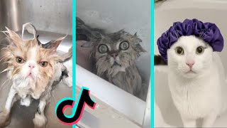 Cat vs Bath time - Funny Cats Bathing Compilation | Tiktok Compilation