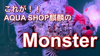 Monsterのご紹介【AQUA SHOP麒麟】