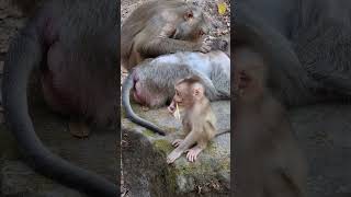 Daily update cute baby monkey and good mom #shorts