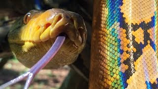 Catching Wild Python with Crazy Colors