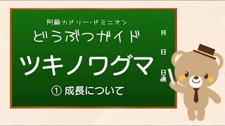 【阿蘇カドリー・ドミニオン】カドリー どうぶつガイド ツキノワグマ ① 成長について