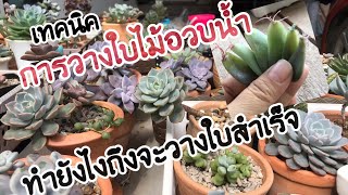 เทคนิคการขยายพันธุ์ไม้อวบน้ำด้วยการวางใบ🌿🌿🌿🪴☀️☀️ วางยังไงให้งอกจ้า☀️☀️