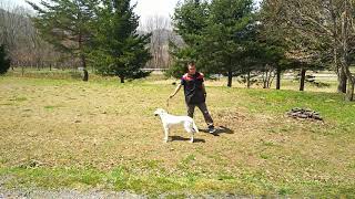 ビアンカちゃん(ラブラドールレトリーバー) 日本警察犬協会服従訓練試験(G-1)