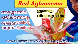 What is the price of Red Lipstic Aglaonema | Aglaonema Care and Propagation  Malayalam