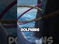 Discovery | The Remarkable Memory of Dolphins  #discovery #shortvideo #dolphin