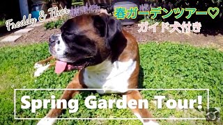 チワワ\u0026ボクサー犬と一緒に🌸春ガーデンツアー🌸 ｜Spring Garden Tour with My Chihuahua \u0026 Boxer dog!