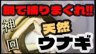 【神回】簡単⁉️網で捕りまくれ❗️天然ウナギ‼️