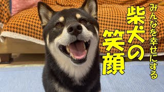 ニコニコ柴犬突然の競技に挑戦！亀には容赦なし