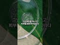 피부 보습에 좋은 보약 셀리뉴 천연발효화장품 발효화장품 천연화장품 셀리뉴 황칠 발효 셀리뉴천연발효화장품 보습 수분 건조한피부 피부건강 건강한피부 피부보습