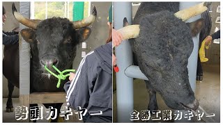 沖縄 勢頭カキヤー vs 全勝工業カキヤー in 東恩納大闘牛大会 2023年 2月05日