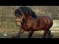 the powerful belgian draft horse narrated by me sotheadventure