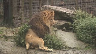 Collecting Christmas trees for animals at Claws N' Paws