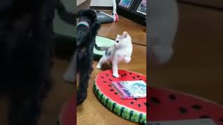 #animals #shorts #cat #cutecat #video #new #shortsanimals #cutecats #animalshorts