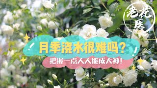 【老花医植物推荐】月季浇水很难吗？把握一点人人能成大神！Is it difficult to water Chinese Rose? Just 1 tip help you grow it well.