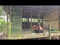 Build bamboo walls for the girl's new residence