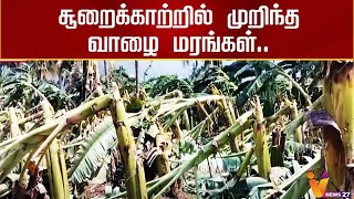 சூறைக்காற்றில் முறிந்த வாழை மரங்கள் | Valai Maram | Tiruvannamalai