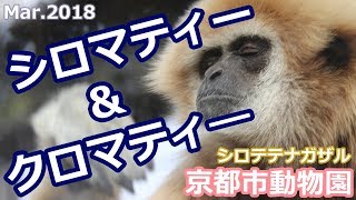 シロマティー＆クロマティー 京都市動物園(シロテテナガザル)White-handed gibbon