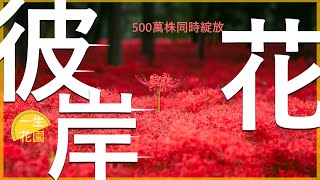 【日本系列1】一生必去一次絕美花園，世界最大的彼岸花海，500萬株超級壯觀。彼岸花有什麼過人之處，每年都吸引百萬人次造訪，就跟愛種花的伊恩，一起探索日本美麗花園吧。＃彼岸花＃日本＃伊恩愛種花