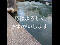 俺の釣り105　神崎川に遊びに…前の先行者さんに…ラージの50が…