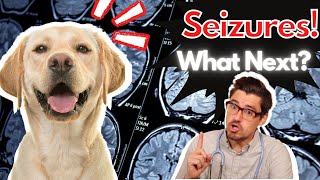 Dog Seizures! What Next with Dr. Dan