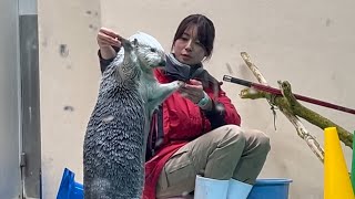 ラッコ　メイちゃん　スタッフさんとポーズとります【鳥羽水族館】Sea otter Mei-chan Toba Aquarium