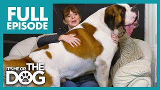 168lbs Lapdog Causes Bruises & Injuries When Cuddling | Full Episode | It's Me or the Dog