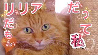 【美猫リリア】ねこけんシェルター猫たちの家猫修行㉟～姫気質のリリア！！本当はキャラなんじゃないの～⁉️真相はいかに・・・