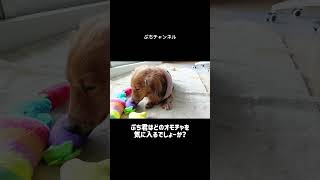 🍶🐶  飲みすぎ注意！？🐶🍶 鼻水\u0026日本酒でカオス状態のぷち君【ダックスフント】【可愛い】【犬動画】【面白】【癒し】#shorts #可愛い #癒し