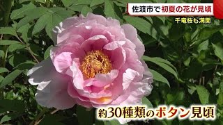 佐渡市　“千竜桜”も満開！ボタンやキレンゲツツジなど“初夏の花”が見頃迎える【新潟】 (22/05/09 18:53)