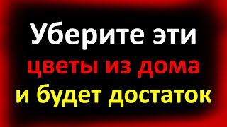 Навсегда уберите эти цветы из дома и будет достаток всегда. Эти растения нельзя держать