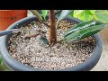 橡皮树室内种植的日常照顾和常见问题 rubber plant ficus elastica daily care tips