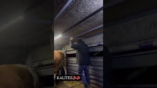 Kaliteli Simental dana kesime geldi #cow #angus #keşfet #bull #song #shorts #shortvideo #funny #fyp