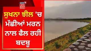 Sukhna Lake 'ਚ ਮੱਛੀਆਂ ਮਰਨ ਨਾਲ ਫੈਲ ਰਹੀ ਬਦਬੂ | News18 Punjab