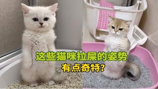 《这些猫咪拉屎的姿势》有点奇特？