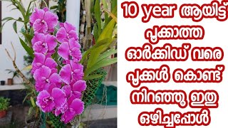 Orchid flower growing tips/alovera tips/ഓർക്കിഡിന് പൂക്കൾ വരാൻ ഇത്രയും നല്ലത് വേറെ ഇല്ല