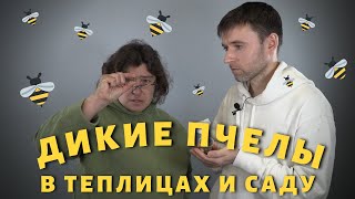 Дикие пчелы в саду и теплицах!